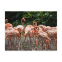 Bird watching postcards
