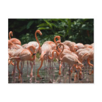 Bird watching postcards