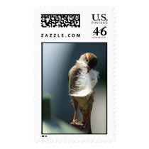 Bird With A Feather postage by TDSwhite Bird With A Feather postage