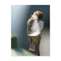 Bird With A Feather postcards by TDSwhite Bird With A Feather postcards
