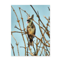Birdagw postcards by Junglegeorge Birdagw postcards