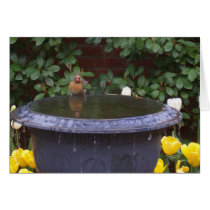 birdbath cards by beautyexposed birdbath cards