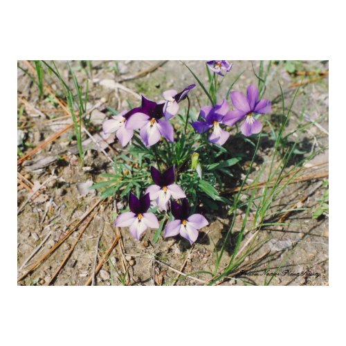 Birdfoot Violet (Viola pedata) print