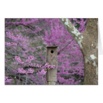 Birdhouse Among Redbud Blossoms cards by SusanParsons Birdhouse Among Redbud Blossoms cards