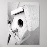 Birdhouse Black and White Poster