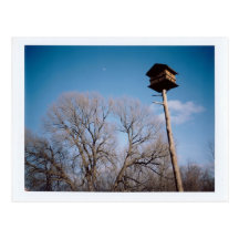 Birdhouse Postcard