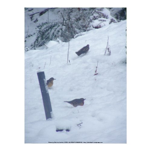 birdie T-ball in the snow print