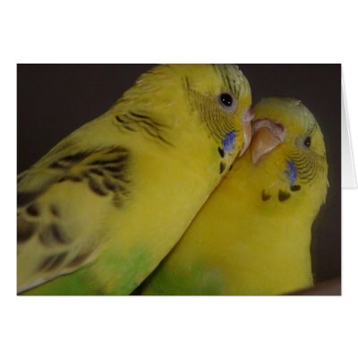 BirdieBird Cards by whatthatis