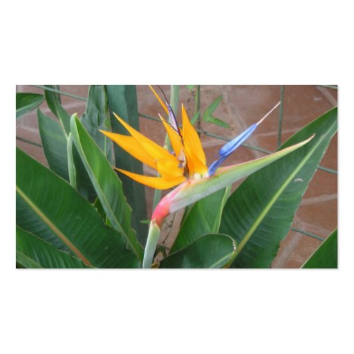 birdofparadise business cards (front side)