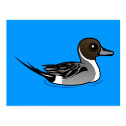 Northern Pintail Postcard