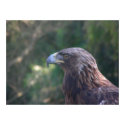 birds 001 canvas posters