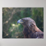 birds 001 canvas posters