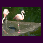 birds 002 canvas