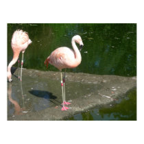 birds 002 canvas posters by pasta26mc birds 002 canvas posters