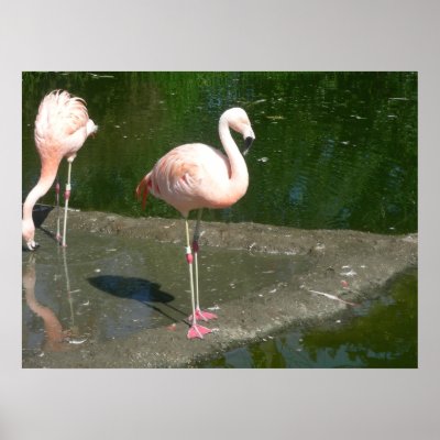 birds 002 canvas poster by pasta26mc