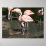birds 003 canvas posters