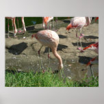 birds 006 canvas print
