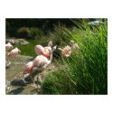 birds 007 canvas posters
