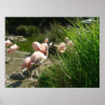 birds 007 canvas poster