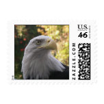 Birds 009 Bald Eagle Stamp