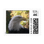 Birds 011 Bald Eagle Stamp