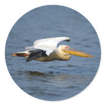 Birds 10 stickers