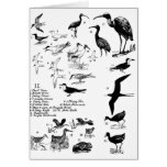 Birds 11 cards