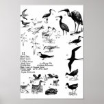 Birds 11 poster