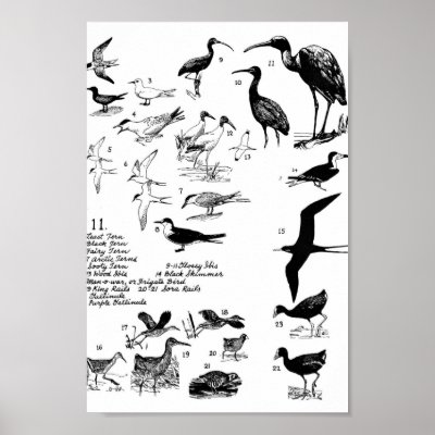 Birds 11 poster by animalpark