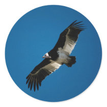 Birds 13 stickers