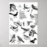 Birds 15 posters
