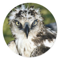 Birds 19 stickers