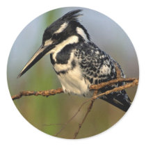 Birds 20 stickers