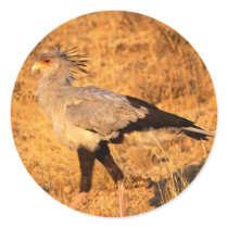 Birds 21 stickers
