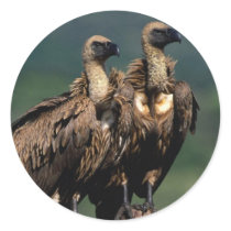 Birds 4 stickers