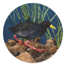 Birds 7 stickers