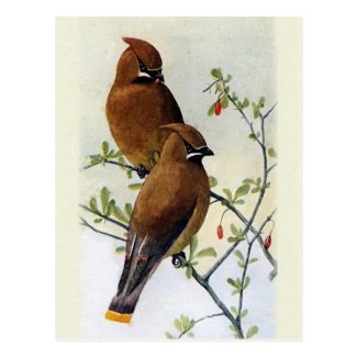 Birds and Berries Postcard