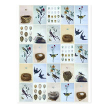 Birds and Nests Postcards