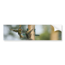 Birds At Feeder Bumper Sticker