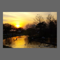 Birds at sunset posters