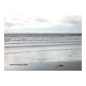 Birds at Watsonville Beach print
