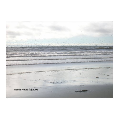 Birds at Watsonville Beach print