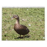 Birds  Calendar