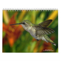 Birds Calendar 2011