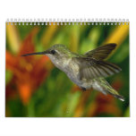 Birds Calendar 2012