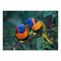 Birds Greeting Cards