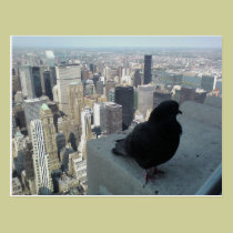 Bird's Eye View of New York Post Card postcards