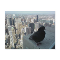 Bird's Eye View of New York Post Card