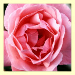 Bird's Eye View - Pink Rose Print posters