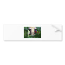 Birds Feeding Bumper Sticker